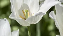Tulipa 'White Triumphator'