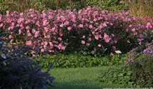 Anemone japonica 'Bressingham Glow'
