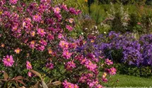 Anemone japonica 'Bressingham Glow'