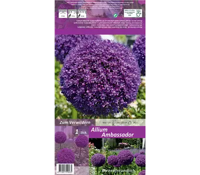 Zierlauch 'Ambassador'®