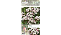 Blumenzwiebel Set 'Rosarotes Meer'