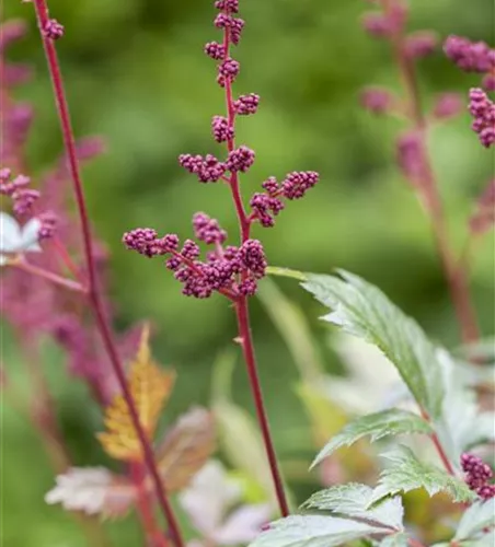 Arends Garten-Prachtspiere 'Fanal'