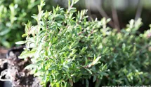Arenaria montana 'Blizzard Compact'