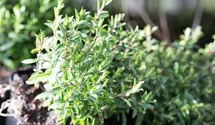 Arenaria montana 'Blizzard Compact'