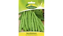 Phaseolus vulgaris var. nanus 'Saxa'