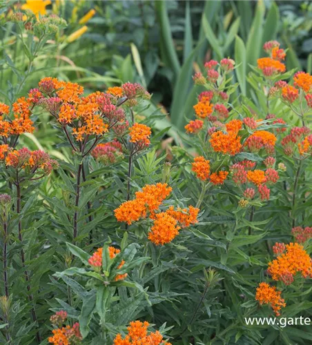 Knollige Seidenpflanze