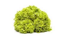 Lactuca sativa var. crispa 'Lollo bionda'