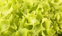 Lactuca sativa var. crispa 'Lollo bionda'