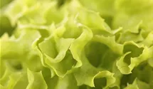 Lactuca sativa var. crispa 'Lollo bionda'