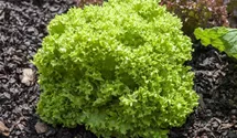 Lactuca sativa var. crispa 'Lollo bionda'
