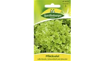 Lactuca sativa var. crispa 'Lollo bionda'