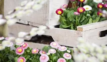 Bellis perennis
