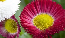 Bellis perennis