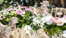 Bellis perennis