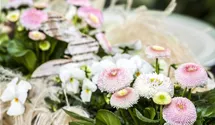Bellis perennis