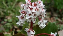 Bergenie