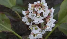 Bergenie