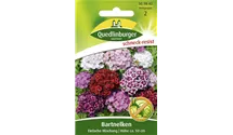 Dianthus barbatus 'Einfache Mischung'