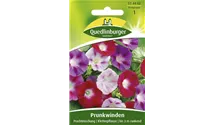 Ipomoea purpurea 'Prachtmischung'