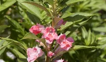 Impatiens balsamina