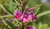 Impatiens balsamina