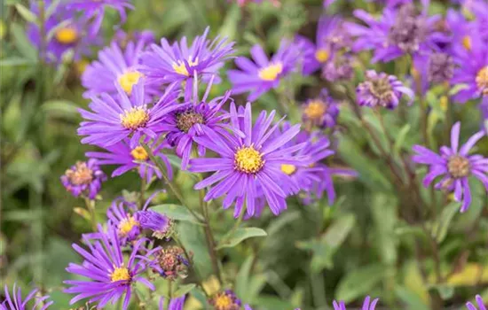 Garten-Sommer-Aster 'Veilchenkönigin'