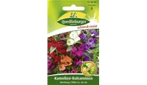 Impatiens balsamina
