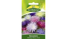 Callistephus chinensis 'Harz'