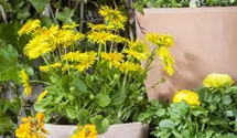 Erysimum cheiri