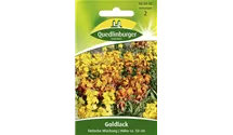 Erysimum cheiri