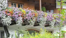 Balkonblumen, einjährig