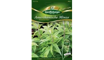 Pycnanthemum pilosum 'Mountain Mint'