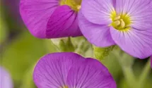 Aubrieta deltoidea, rosarot