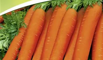 Daucus carota var. sativus 'Nantaise 2'