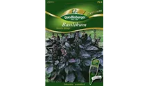 Ocimum basilicum 'Moulin Rouge'