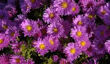 Aster dumosus 'Kassel'