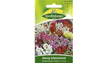Antirrhinum majus 'Wunderteppich'