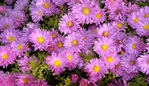 Aster dumosus 'Kassel'