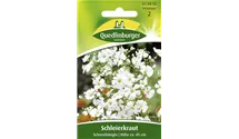 Gypsophila elegans 'Schneekönigin'