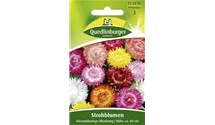 Helichrysum bracteatum 'Riesenblumige Mischung'