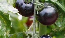 Solanum lycopersicum 'Indigo Rose'