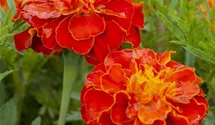 Tagetes patula 'Carmen'