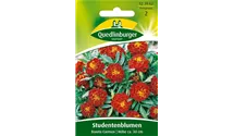 Tagetes patula 'Carmen'
