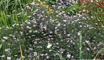 Aster novi-belgii 'Le Vasterival'