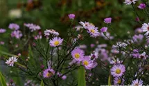 Aster novi-belgii 'Le Vasterival'