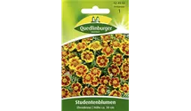 Tagetes patula 'Ehrenkreuz'