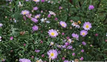 Aster novi-belgii 'Le Vasterival'