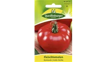 Solanum lycopersicum 'Marmande'
