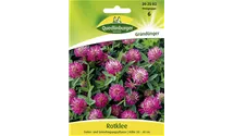 Trifolium pratense