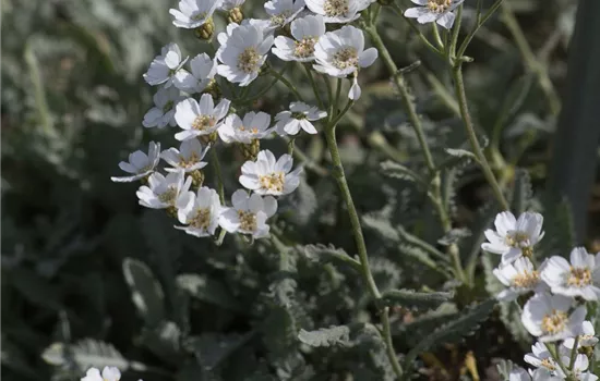 Griechische Silber-Garbe